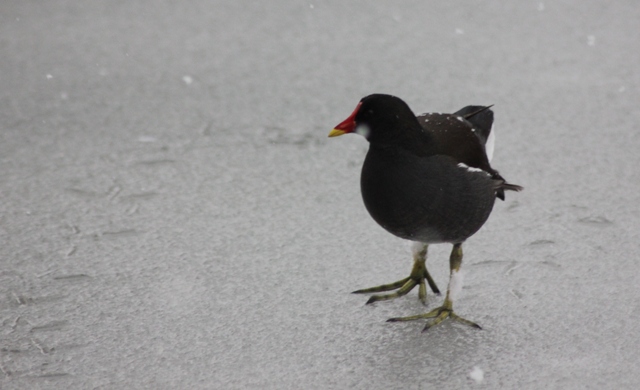 Hiver 2013 - Sous la neige